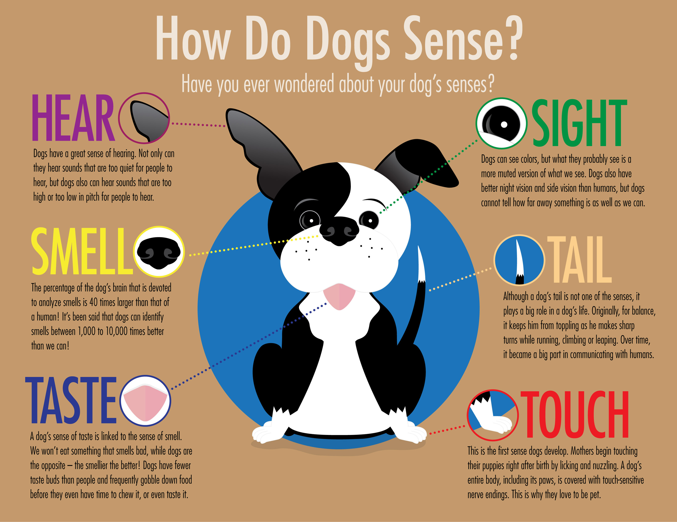Dog Senses Infographic Bobgoodhue