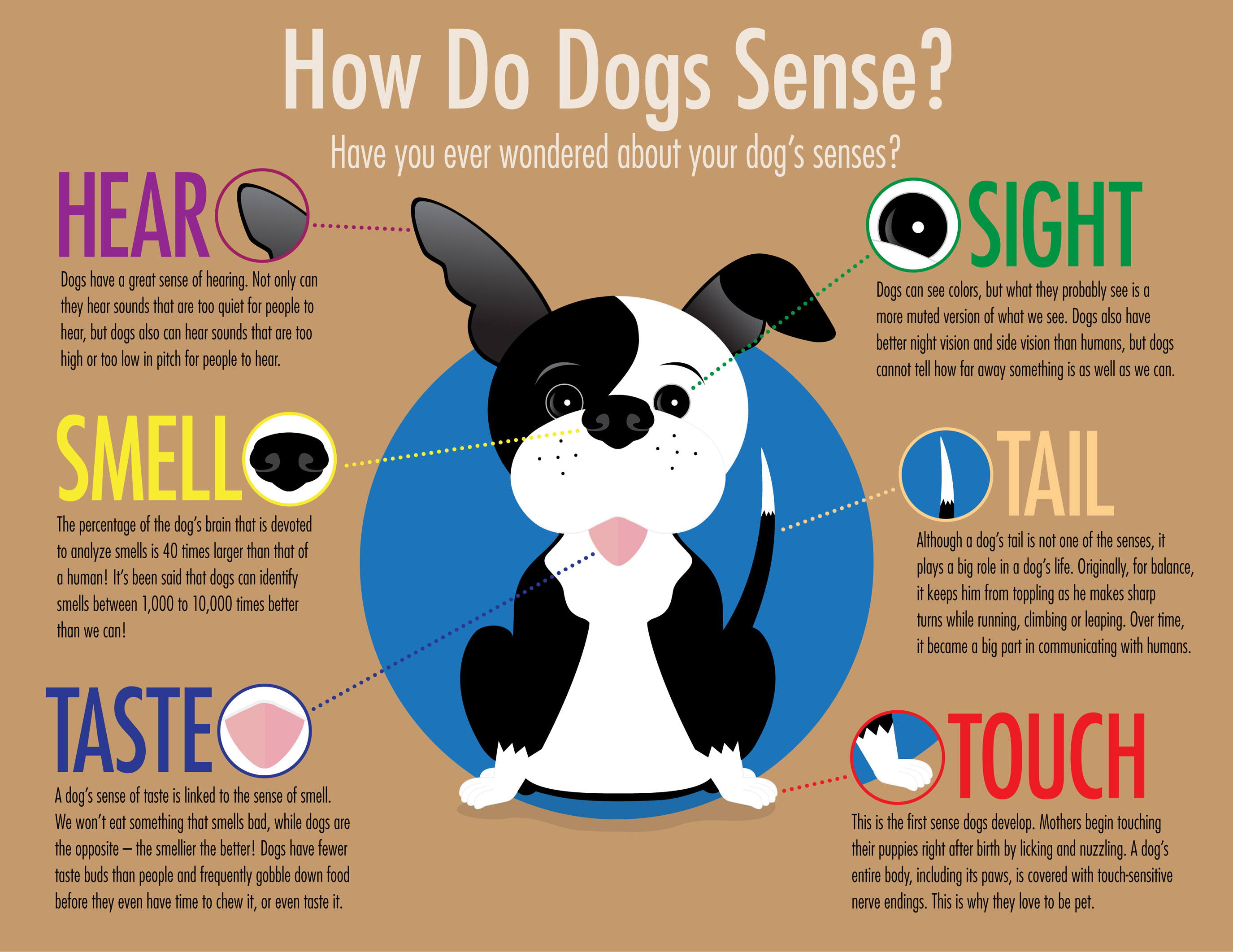 Dog Senses Infographic – bobgoodhue.com